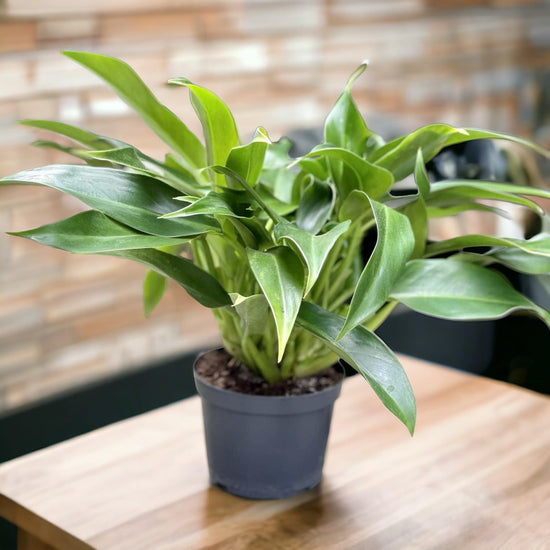 Philodendron &