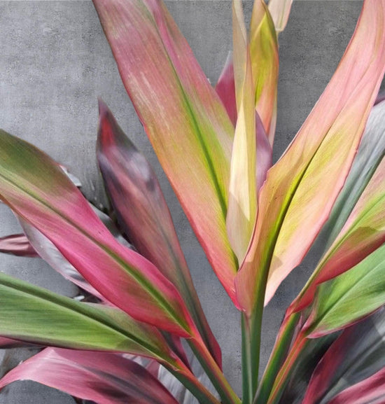 Cordyline &