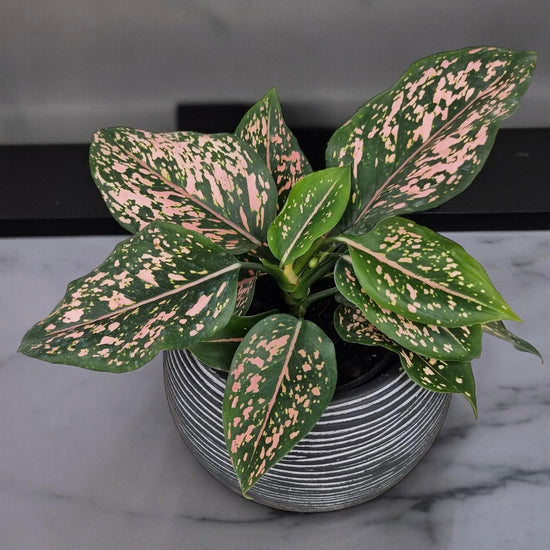 Aglaonema &