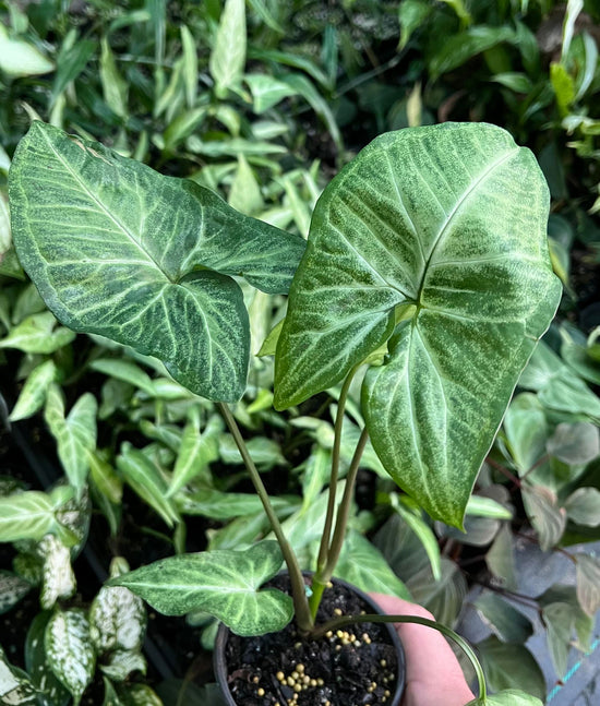 Syngonium &