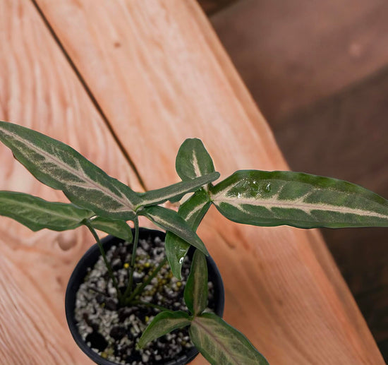Syngonium &