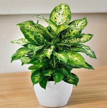 Dieffenbachia &