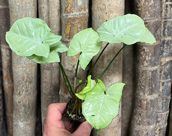 Syngonium &