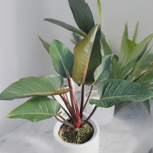 Philodendron &