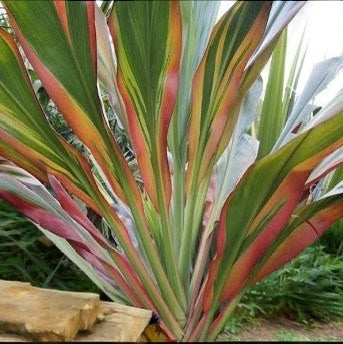 Cordyline &