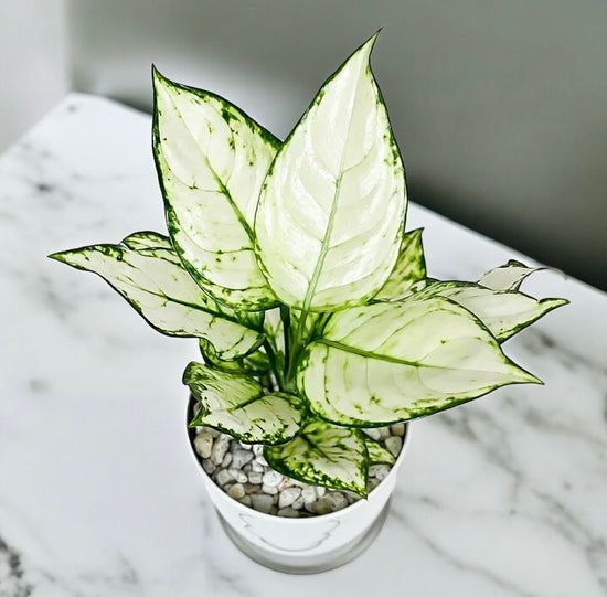 Aglaonema &