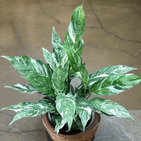 Spathiphyllum &