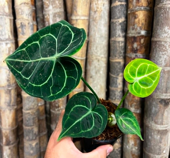 Anthurium &