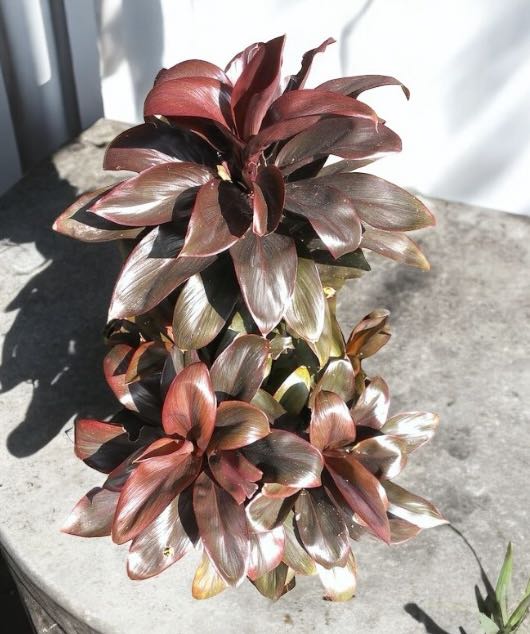 Cordyline &