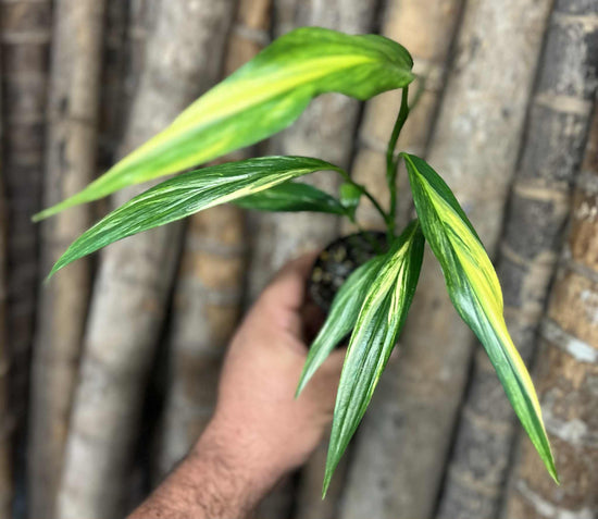 Epipremnum amplissimum &