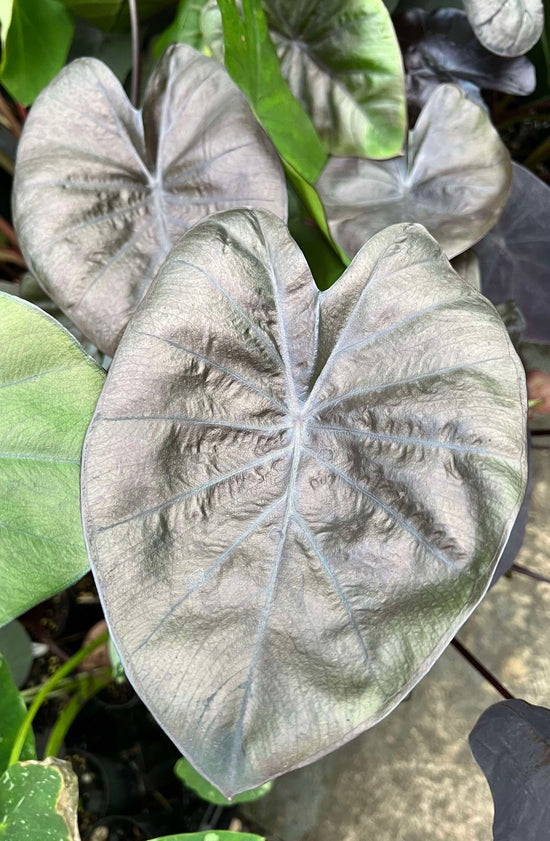 Colocasia &