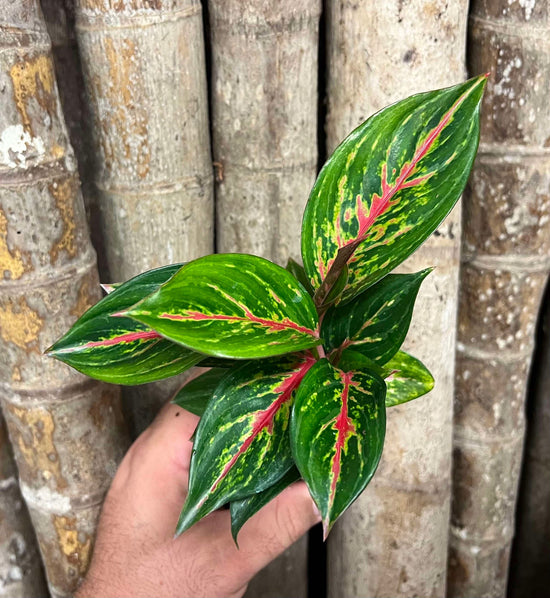 Aglaonema &