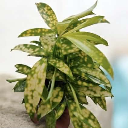 Dracaena surculosa &