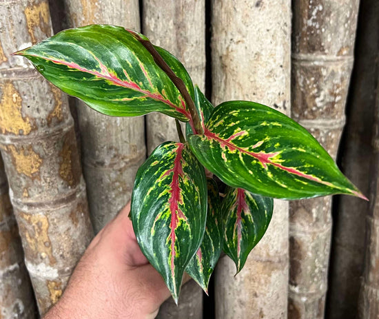 Aglaonema &