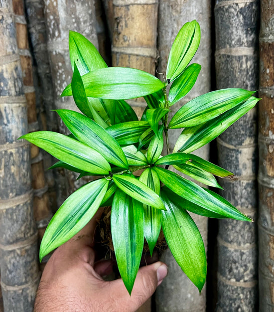 Dracaena surculosa ‘Golden Dragon&