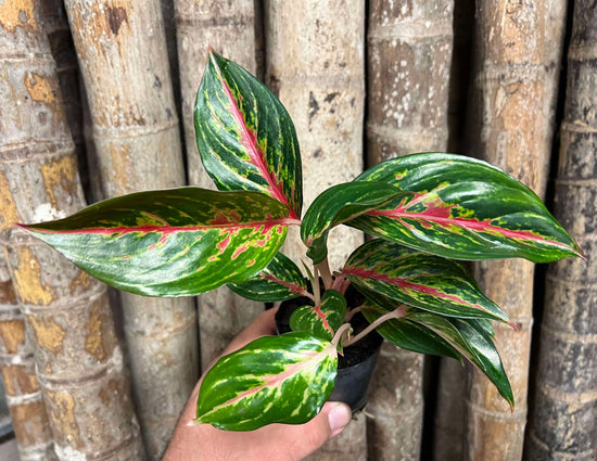 Aglaonema &