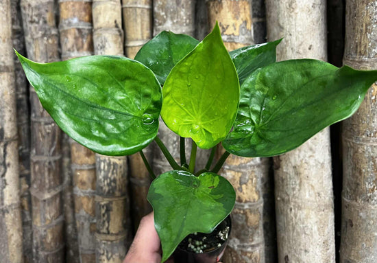 Alocasia &