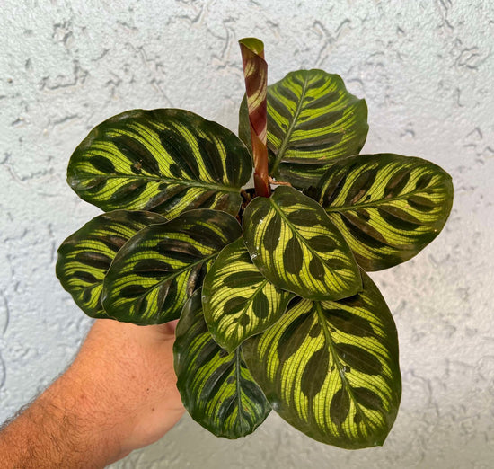 Calathea &