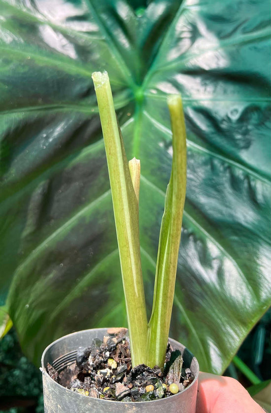 Colocasia &