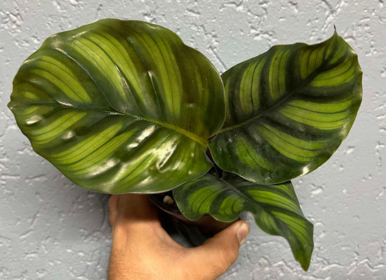 Calathea &