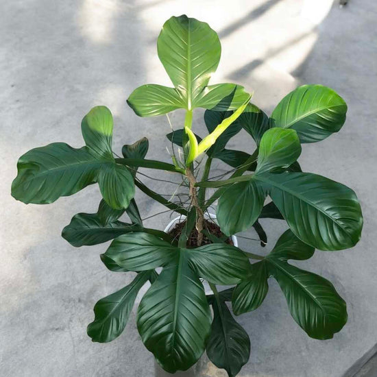 Philodendron &