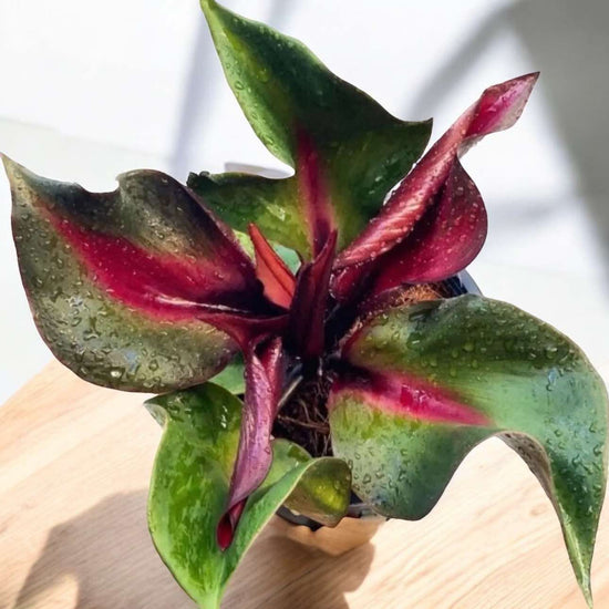 Philodendron &