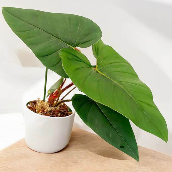 Philodendron &