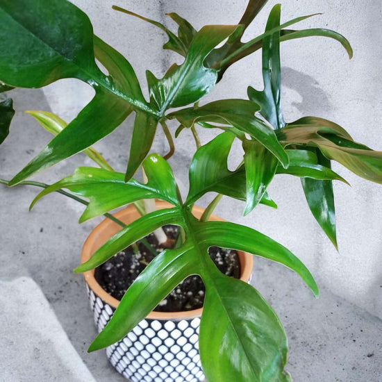 Philodendron &