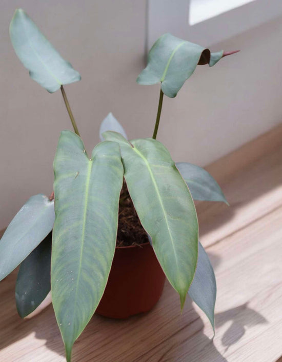 Philodendron atabapoense &