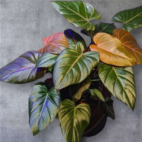 Philodendron &