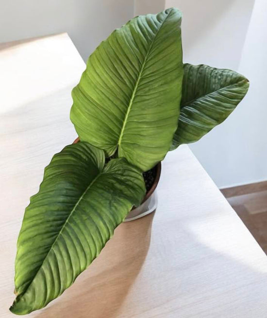 Philodendron &