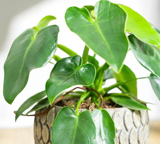 Philodendron &