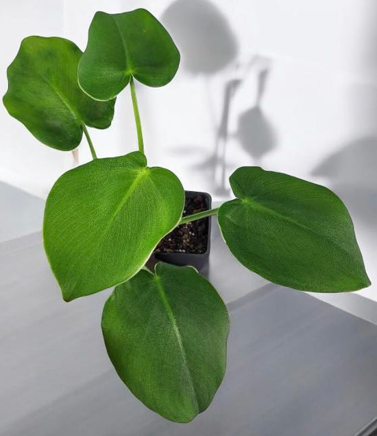 Philodendron &