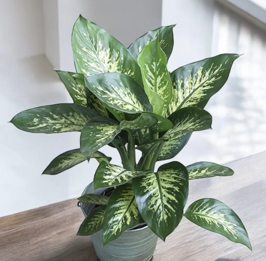 Dieffenbachia &