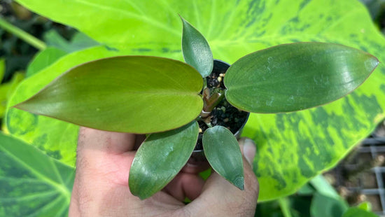Philodendron &