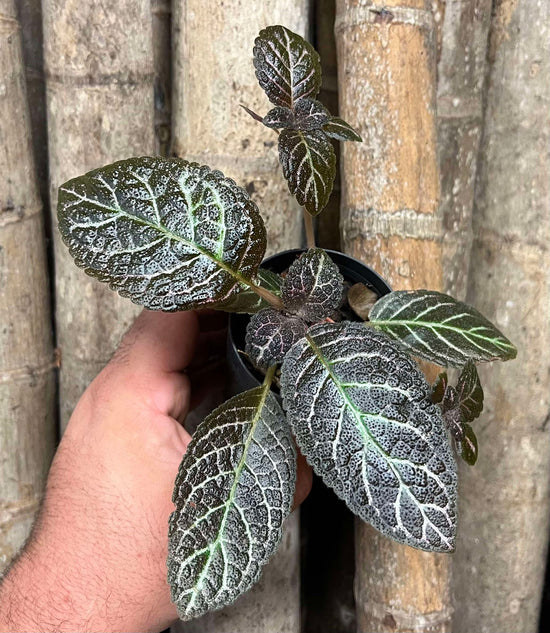 Episcia W32