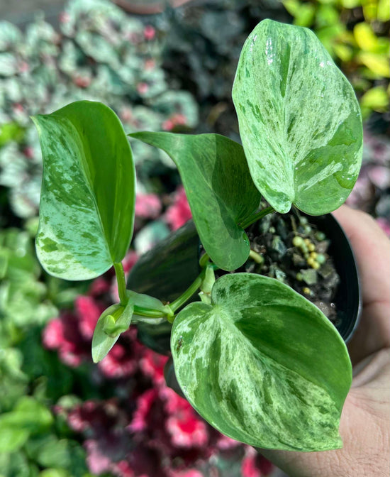 Philodendron &