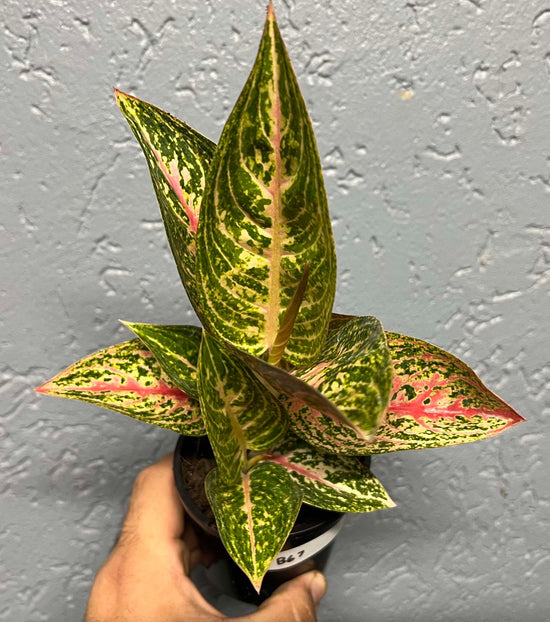 Aglaonema &