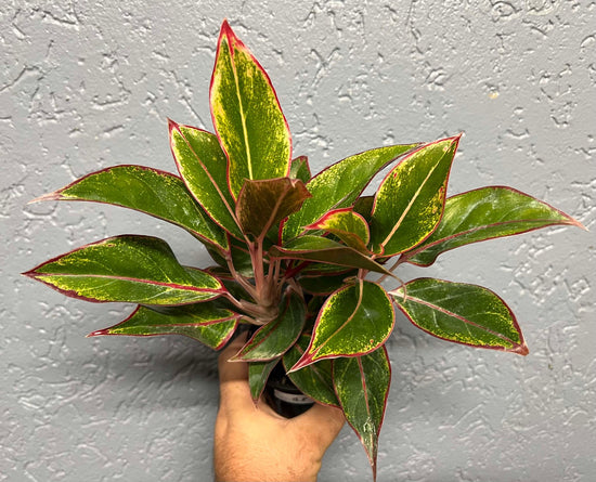 Aglaonema &