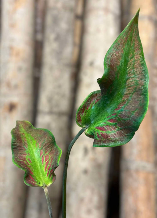 Caladium &