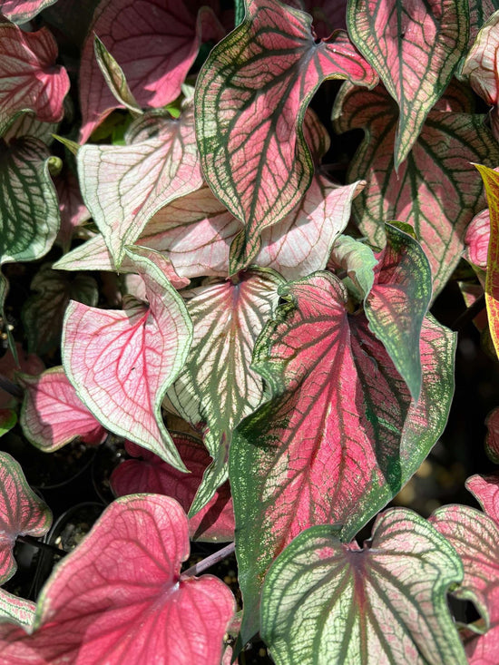 Caladium &