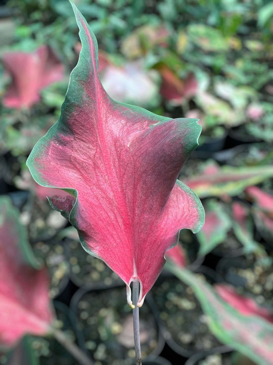 Caladium &