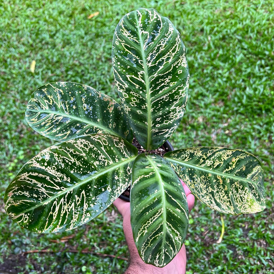 Calathea zebrina &