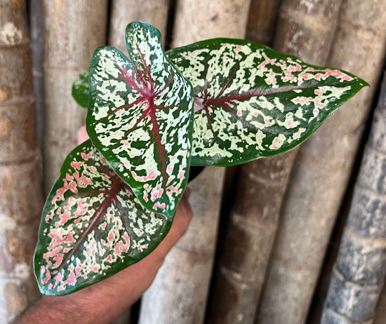 Caladium &