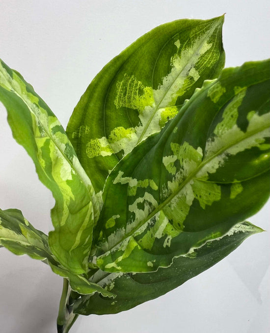 Aglaonema pictum &