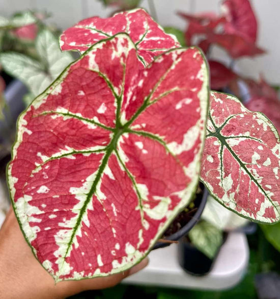 Caladium &