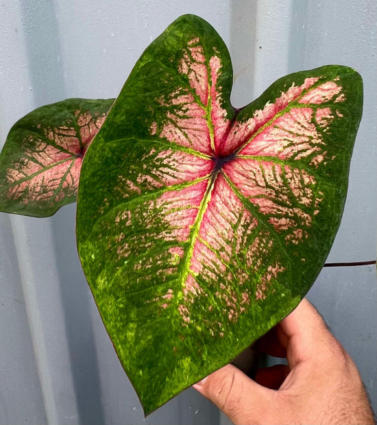 Caladium &