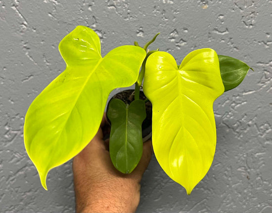 Philodendron &