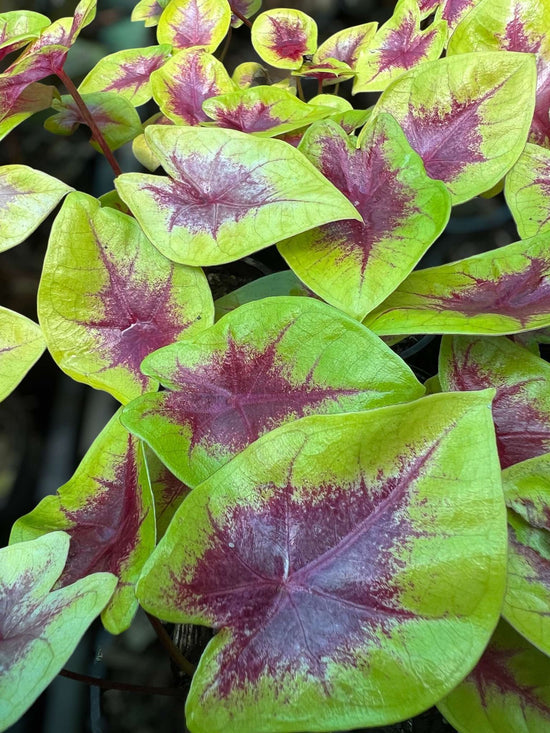 Caladium &