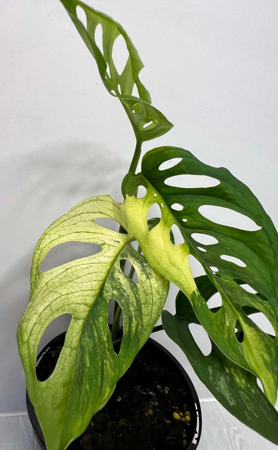 Monstera adansonii &